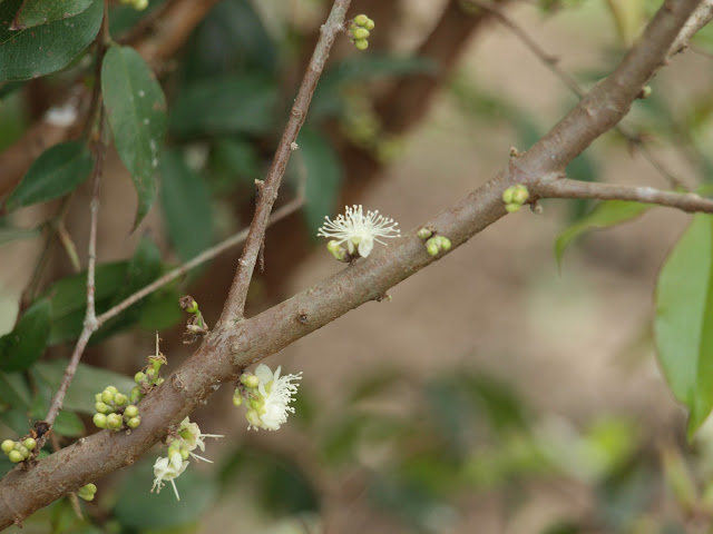 樹葡萄（嘉實果）花苞與開花