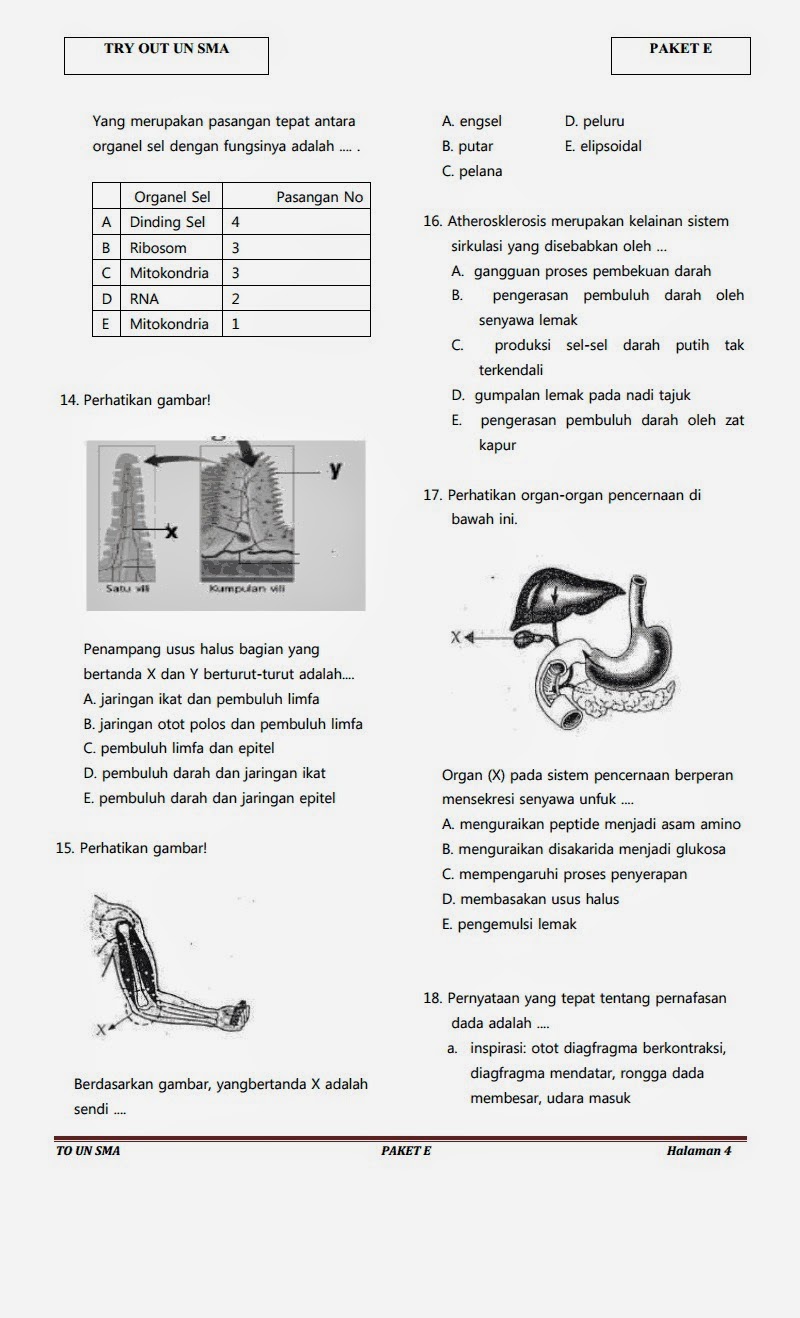 Contoh Teori Evolusi Biokimia Barabekyu