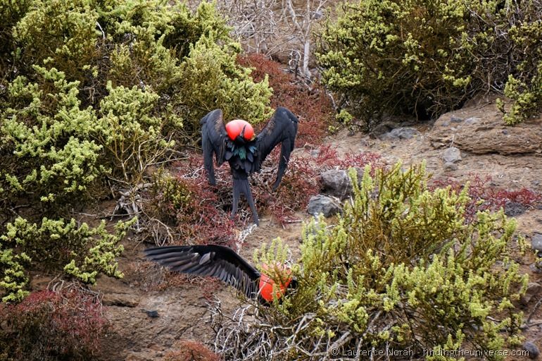 Männliche Fregattvögel auf der Balz II - Galapagos