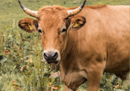 Dairy Farming in nigeria