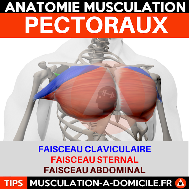 musculation à domicile anatomie des muscles pectoraux