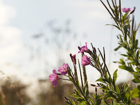 wildflowers in the sunshine