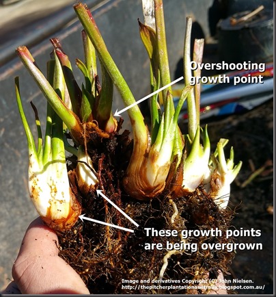 Overcutting growth point on rhizome