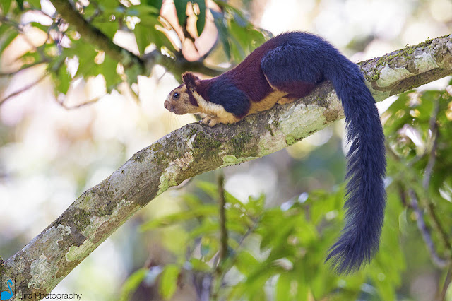 Giant Squirrel