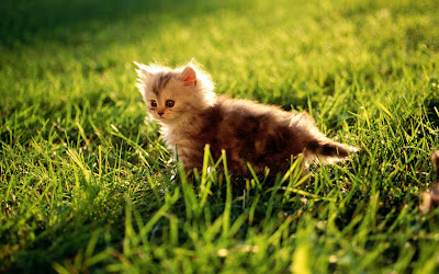 Cute Kittens Wallpapers