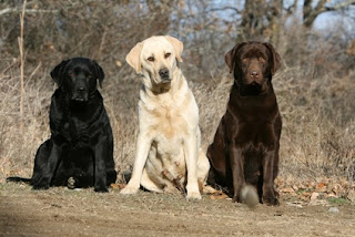 labrador retriever