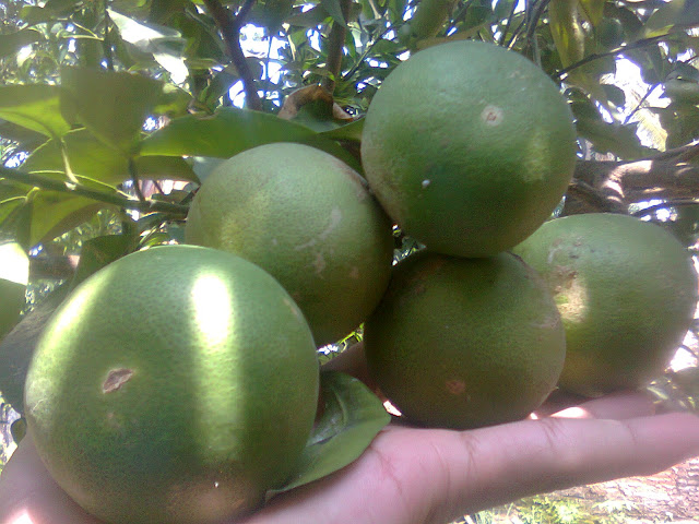 Panen Buah Jeruk Segar dari Pohonnya