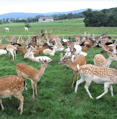 Lake Tobias Wildlife Park in Halifax, Pennsylvania