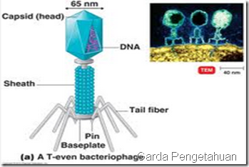 Virus Yang merugikan