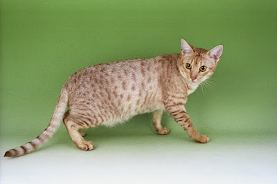 photo Kucing Ocicat