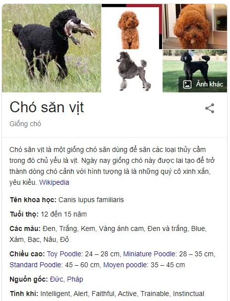 Chó săn vịt