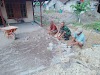 Babinsa Bantu warga Pasang Paving Halaman Rumah Warga Desa Binaan