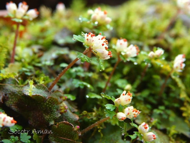 Chrysosplenium album