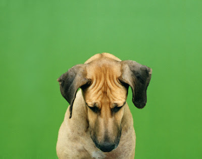 dog photographer sharon montrose