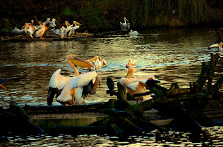 Vogel, bird, oiseau, Uccello, Pássaro, птица, pájaro, kuş, chim, vták, pták, madár, птушка, zog, ptica, птица, lintu, πουλί, птица, fågel, kuş, 