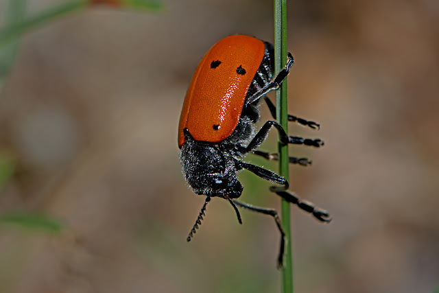 Lachnaia sexpunctata a leaf beetle