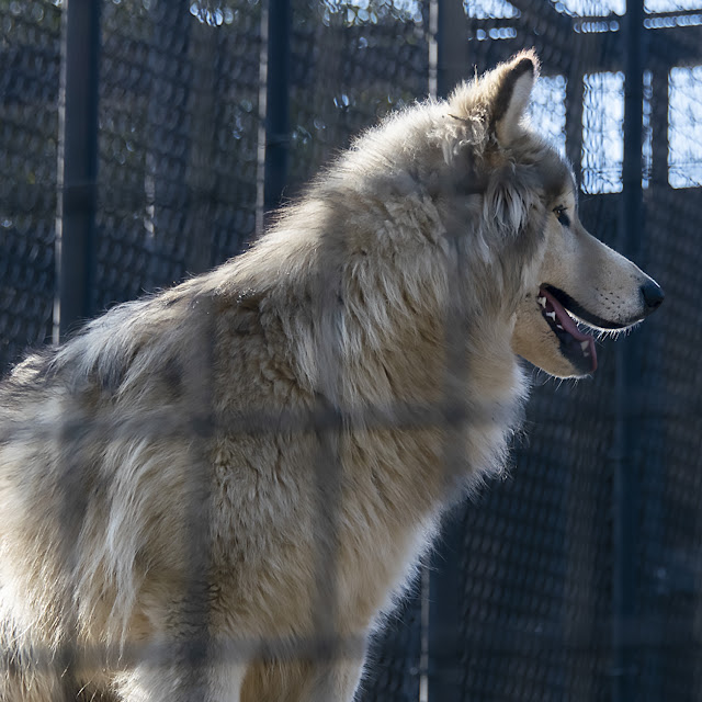 Animal Rescue conservation Folsom California Fur Zoo dog canine teeth tongue nature wildlife