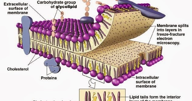 Membran Sel - Gambar Struktur dan Fungsinya