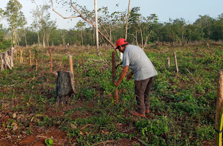 Pitahaya, opción más redituable para campesinos de QR, respecto a agricultura tradicional