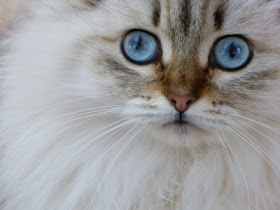 Image "Siberian Cat" courtesy of Willem Siers at www.freedigitalphotos.net