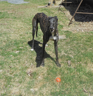 A greyhound that loves fetch?