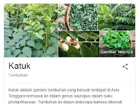 19 Fakta Menarik Tentang Daun Katuk Yang Harus Kamu Ketahui Untuk Menambah Wawasan