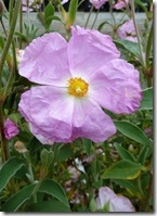 ws rock rose
