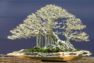 Bonsai Ampelas Putih