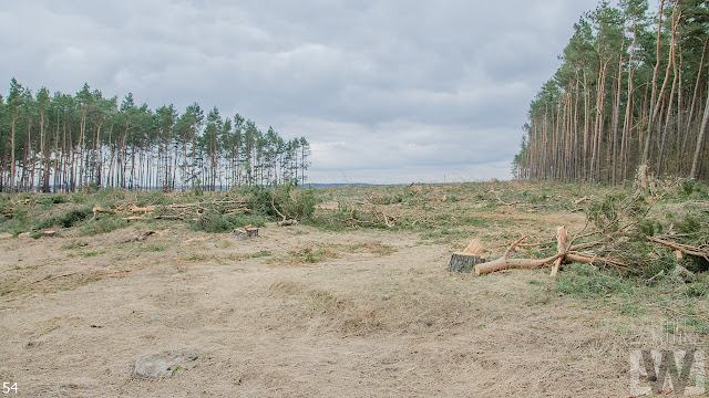 Wycinka drzew pomiędzy Pawłówkiem a Tryszczynem, obwodnica Bydgoszczy