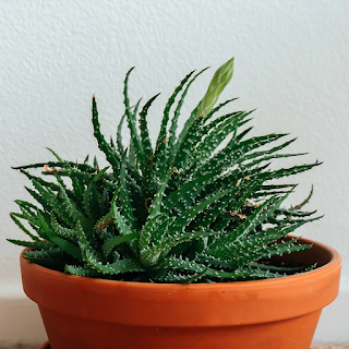 Aloe Vera