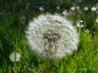 Dandelion seed head