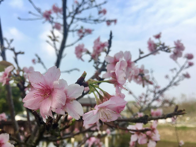 cherry blossom, shanshang, tainan, taiwan