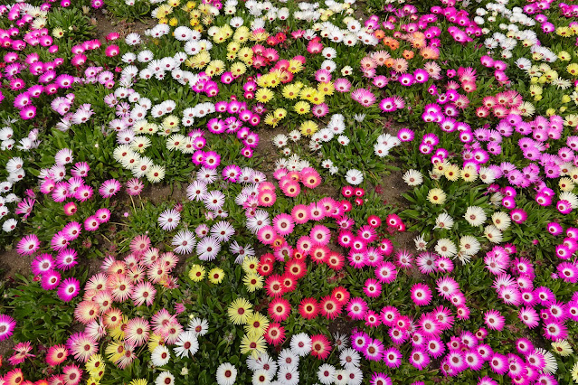 鳥取県西伯郡南部町鶴田 とっとり花回廊 水上花壇