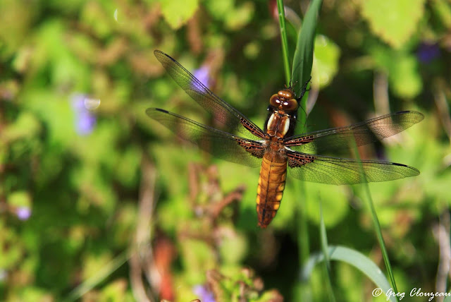 Femelle Libellula depressa , Pays de Fontainebleau