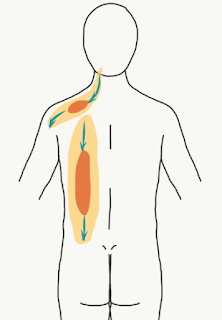 gua sha strokes above-through-below rule