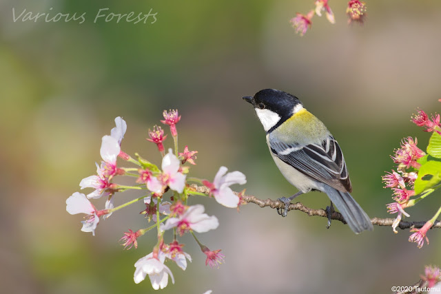 Cherry Blossoms and Great tit