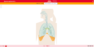 https://happylearning.tv/sopa-letras-sistema-respiratorio/