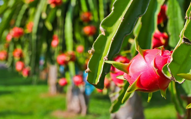 Dragon fruit – A wonderful “fire ball” 2