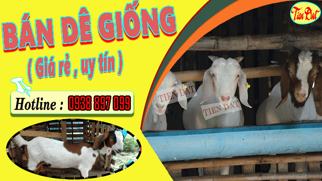 Giá dê giống hiện nay là bao nhiêu