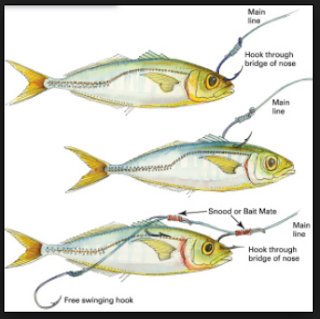 Cara Memasang Ikan Kecil Sebagai Umpan Mancing