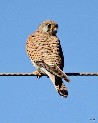 "Common Kestrel - Falco tinnunculus , winter visitor asitting on wire Mt Abu."
