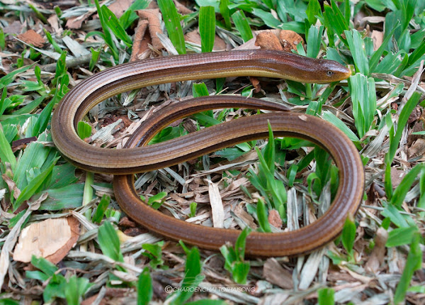 Dopasia gracilis, Asian Glass Lizard, กิ้งก่างู