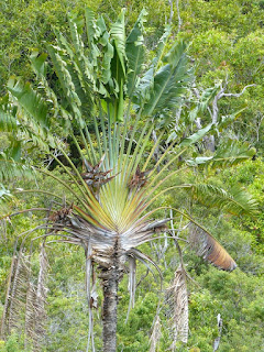 Ravenala madagascariensis - Arbre du voyageur - Ravenale