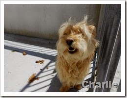 1Charlie