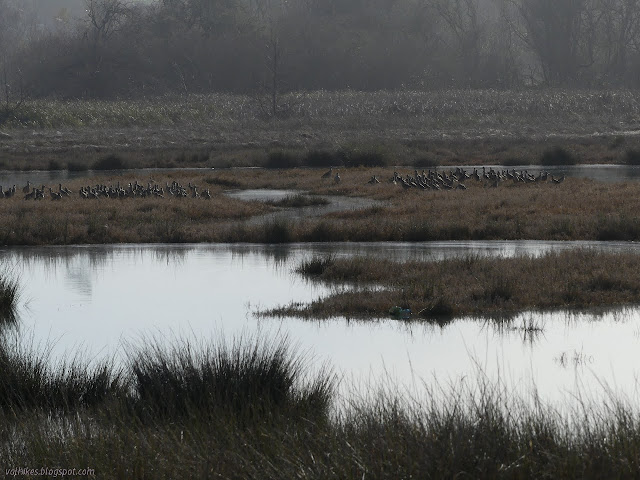 collection of birds on an island