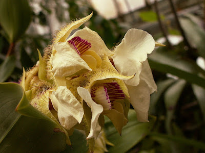 Dendrobium eximium care and culture