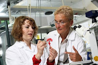 Dr. Johanna Schanz and Prof. Heike Mertsching (f.l.t.r.) work to develop an artificial liver. Credit: Fraunhofer/Dirk Mahler.