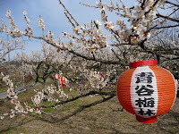 「梅まつり」ムード提灯も