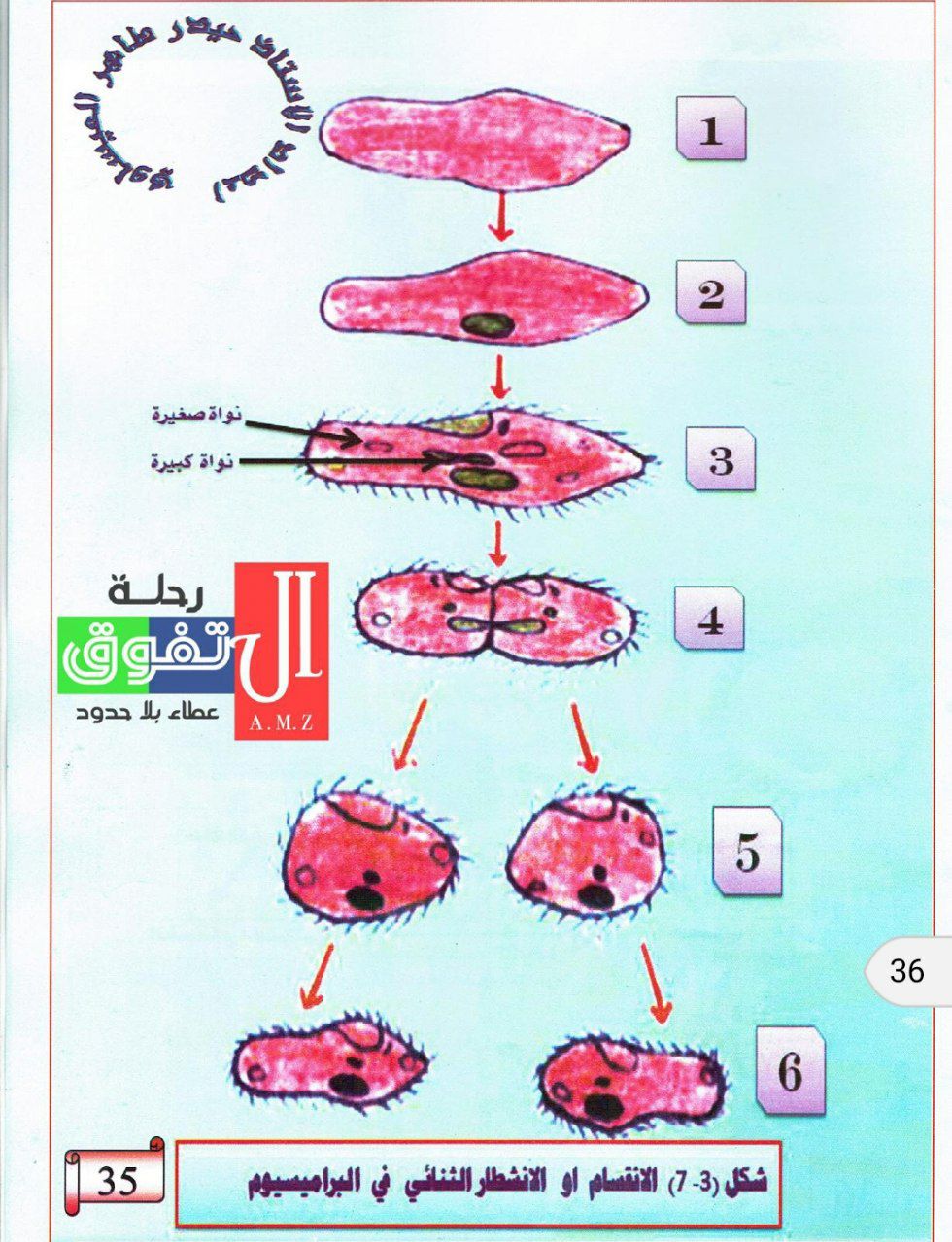 جميع رسومات احياء- الفصل الثالث