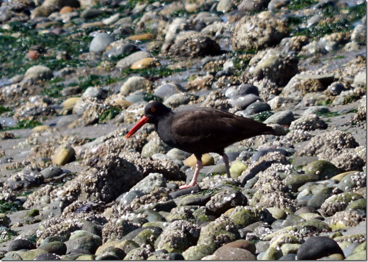 lopez oyster catcher 052916 00000